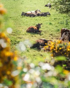 Magical-Boltholes_Scenery-6